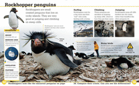 "Penguins" : Discover More  - Scholastic
