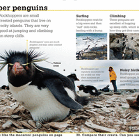 "Penguins" : Discover More  - Scholastic